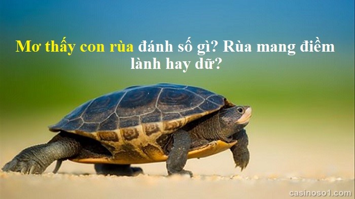 Mơ thấy con rùa đánh số gì? Rùa mang điềm lành hay dữ?