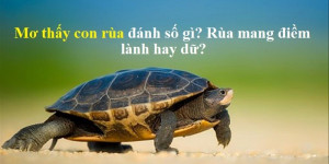 Mơ thấy con rùa đánh số gì? Rùa mang điềm lành hay dữ?